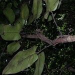 Philodendron sagittifolium 其他