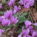 Cyclamen hederifolium Flower