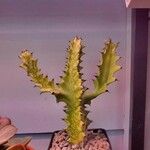 Euphorbia antiquorum Leaf