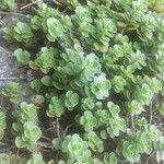 Sedum spurium 葉