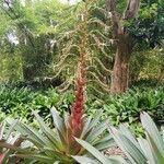 Vriesea imperialis Blomst