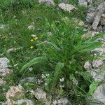 Cynoglossum officinale Habit