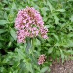 Centranthus ruber花