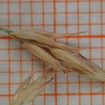 Achnatherum calamagrostis Beste bat