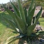 Agave salmiana Liść