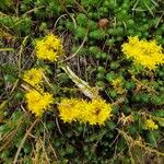 Sedum rupestre Flower