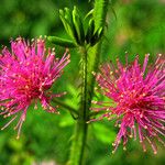 Mimosa diplotricha Λουλούδι