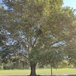 Quercus virginiana 整株植物