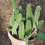 Stapelia gigantea Blad