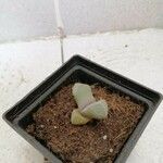 Lapidaria margaretae Hoja