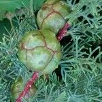 Cupressus sempervirens Frucht