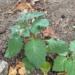 Solanum douglasii Blad