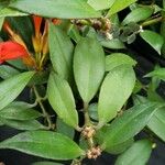 Aeschynanthus everettianus ഇല