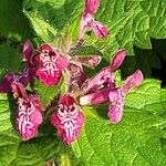 Stachys sylvatica List