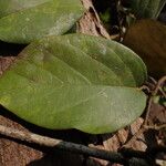 Flabellaria paniculata Hoja