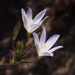 Brodiaea orcuttii 花
