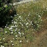 Orlaya grandiflora 形態
