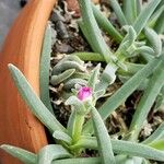 Delosperma harazianum Flor