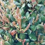 Quercus phillyreoides Folha