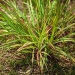 Setaria parviflora Blatt