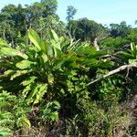 Calathea lutea Vivejo