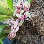 Cymbidium aloifolium Leaf