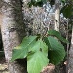 Magnolia sprengeri Blatt