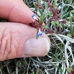 Collinsia parviflora Blomst