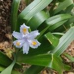 Iris japonicaFlower