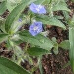 Evolvulus alsinoides Flower