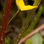 Utricularia gibba Λουλούδι