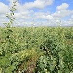 Abutilon pannosum Natur