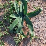 Ammocharis tinneana Φύλλο