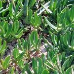 Carpobrotus edulis Leaf