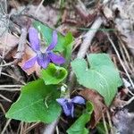 Viola collina Blomst