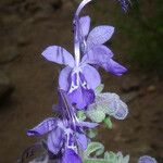 Trichostema parishii Flower