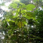 Macaranga gigantifolia