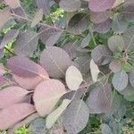 Cotinus coggygriaপাতা