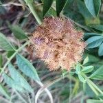 Glycyrrhiza echinata Fruit