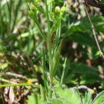 Thesium linophyllon Leaf