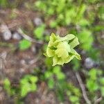 Castilleja septentrionalis Blomst