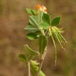 Lotus ornithopodioides Плод