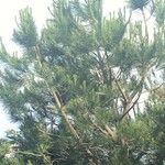 Pinus sylvestris Leht