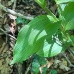 Epipactis helleborine পাতা