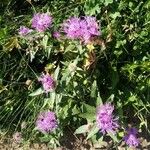 Centaurea nervosaBloem