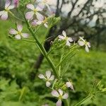 Raphanus sativus 花