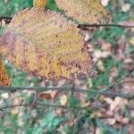 Betula × caerulea Hoja