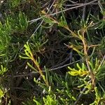 Felicia fruticosa Hoja