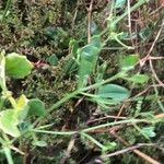 Zygophyllum fabago Leaf