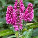 Veronica spicata Flower